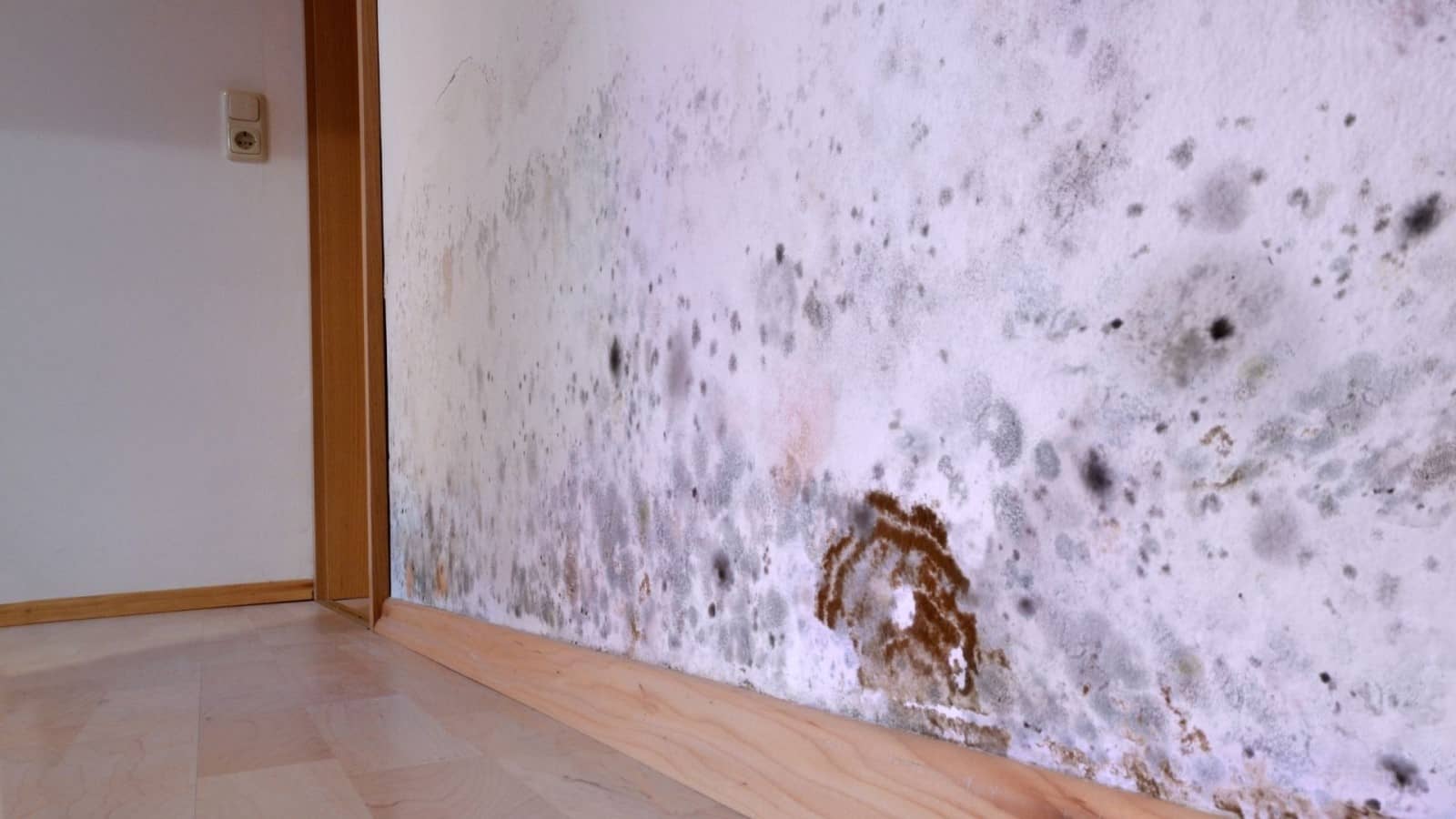 Mold Damage Restoration, Mold Repair Restoration Partner