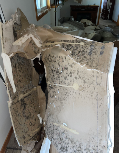 mold damage restoration